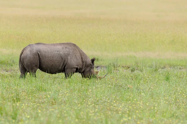 Rinoceronte en la sabana de África — Foto de Stock