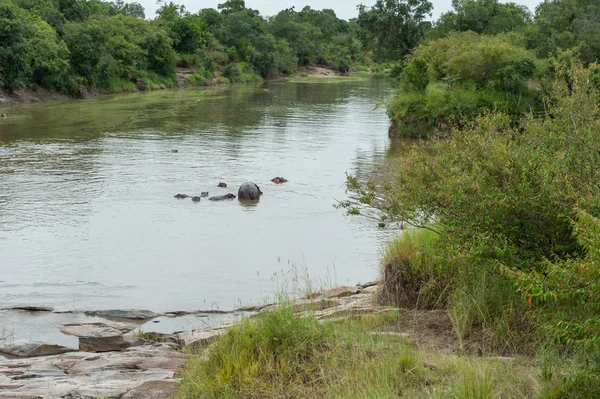 Hippo to the Mara river — Stock Photo, Image