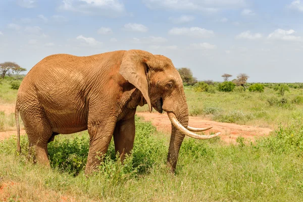 Słoń w Kenii Masai Mara — Zdjęcie stockowe