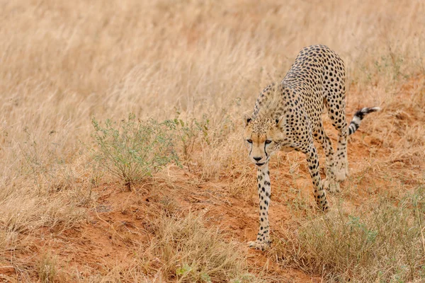 Гепард в Масаи Мара Кении — стоковое фото