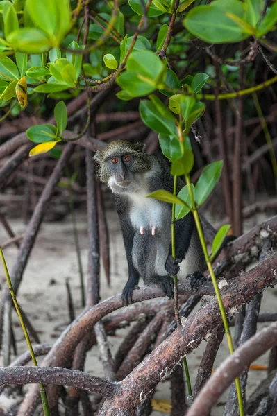Monkeys in the mangroves Kenya Stock Image