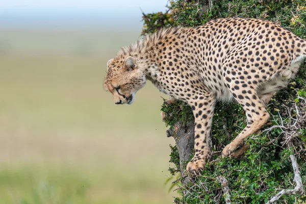 Gepard v Keni Masai Mara Royalty Free Stock Obrázky