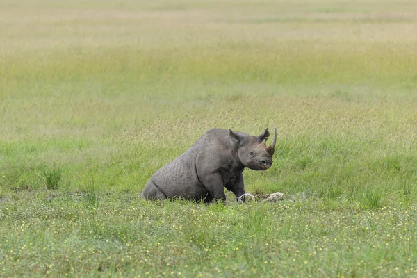 Rinoceronte nella mia Savana d'Africa — Foto Stock