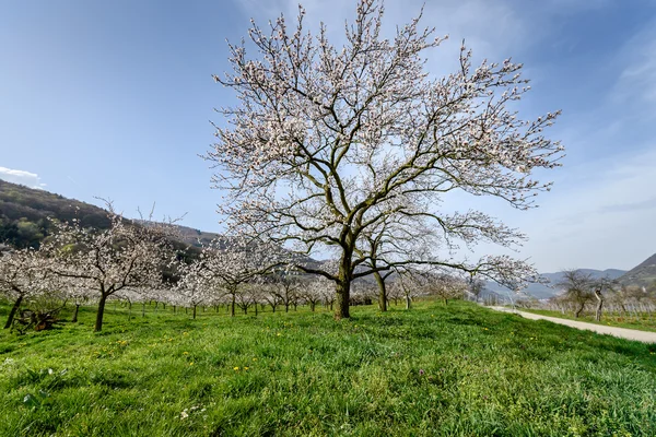 Wachau Austria Apricot blossom — Stockfoto