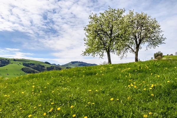 Avusturya'da nehir boyunca yürüyüş 