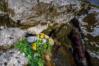 Avusturya'da Nehri üzerinde yürüme su