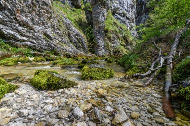 doğada Mostviertel Avusturya hiking