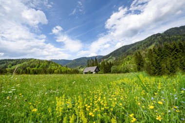 doğada Mostviertel Avusturya hiking