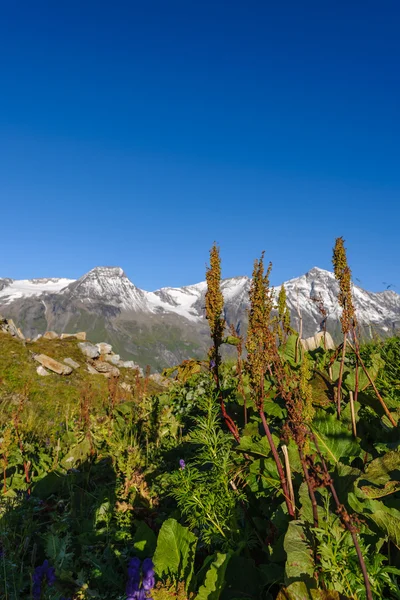 Příroda Grossglockneru v Alpách v Rakousku — Stock fotografie