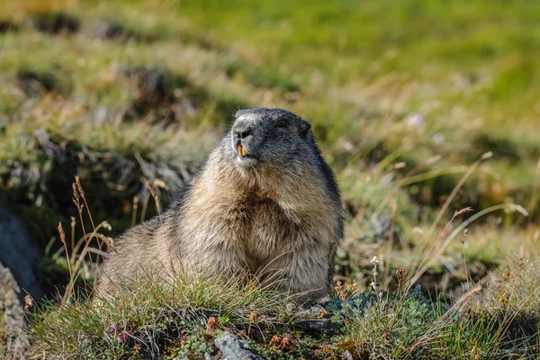 Marmota nature dans les Alpes — Photo