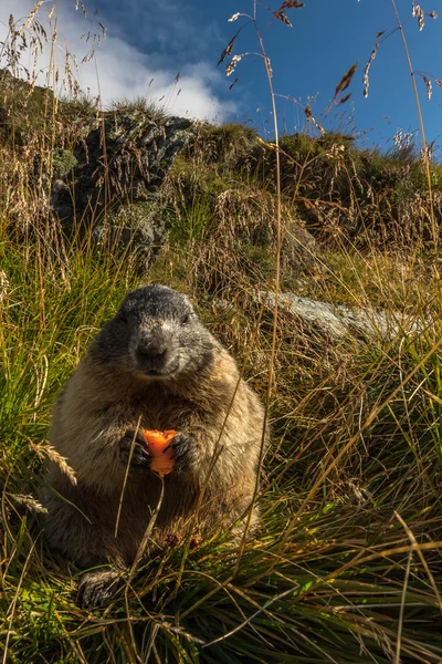 Marmota natura nelle Alpi — Foto Stock