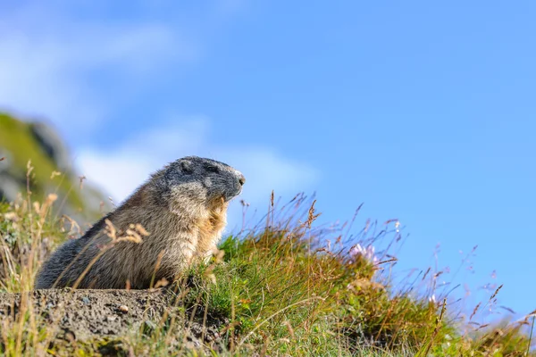 Marmota w Alpach austria Obraz Stockowy