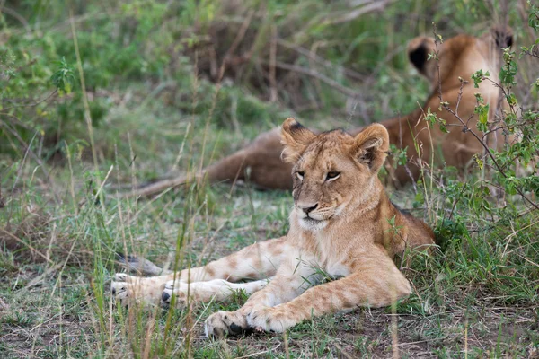 Lion — Stock Photo, Image