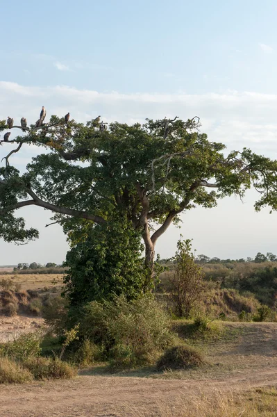 Vogel — Stockfoto