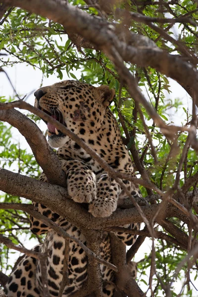 Leopardo Fotografia Stock