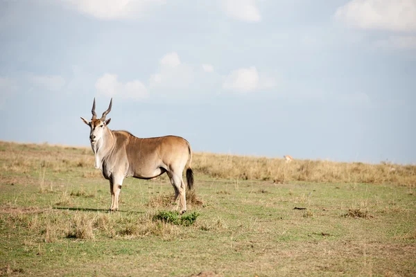 Kudu antilope - Stock-foto