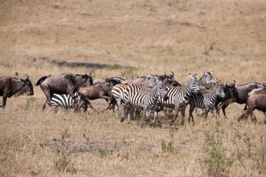 GNU geçiş