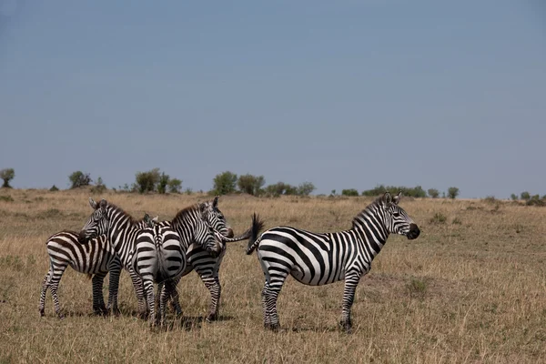 Zebra. — Fotografia de Stock