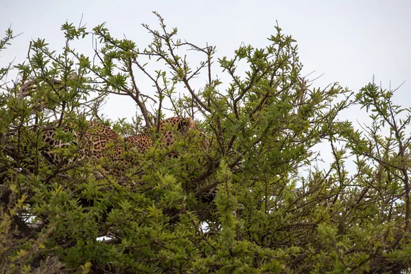 Leopard — Stock Photo, Image