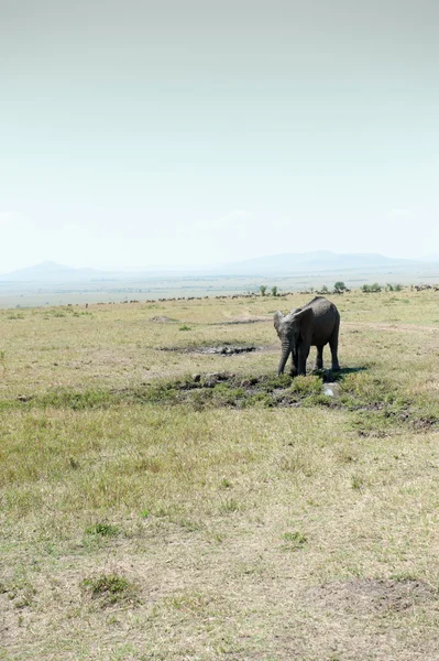 Elephant — Stock Photo, Image