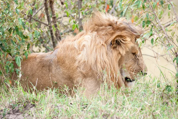 Aslan — Stok fotoğraf