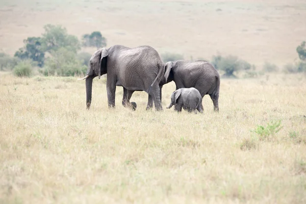 Elefant — Stockfoto