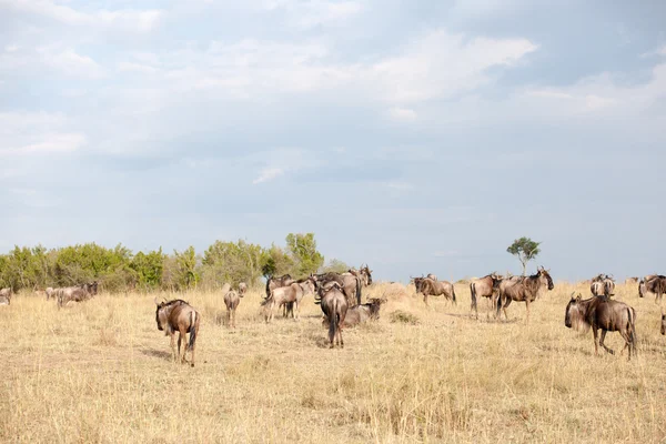 GNU migratie — Stockfoto