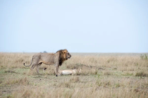 Lion — Stock Photo, Image