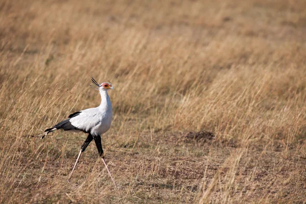 Secretary bird — Stock Photo, Image