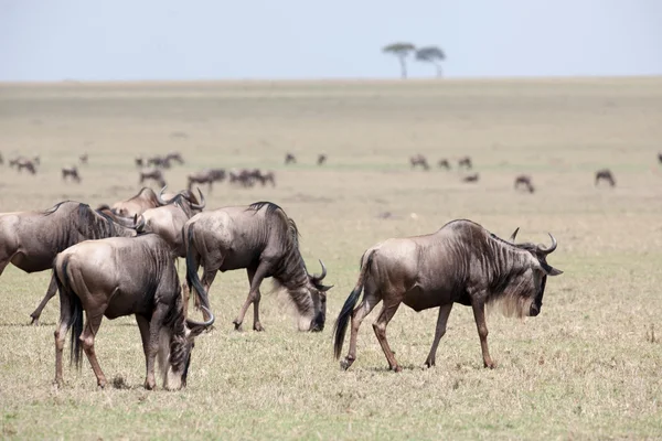 Gnu migration — Stock Photo, Image