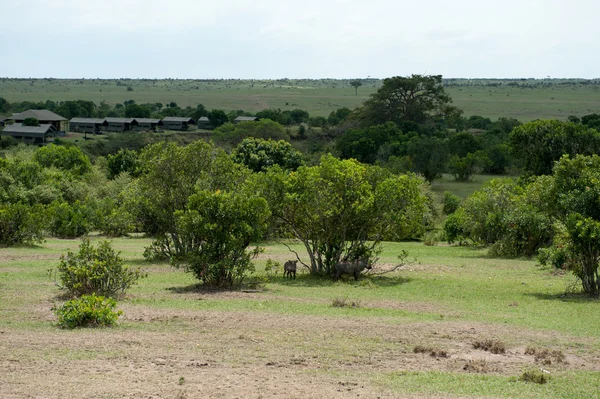 Warthog. — Fotografia de Stock