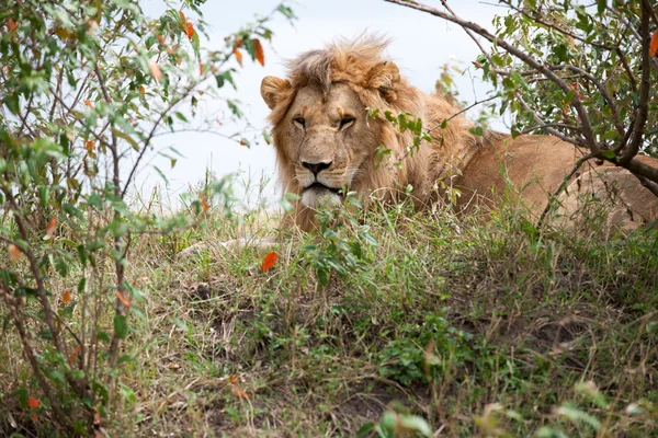 León. — Foto de Stock