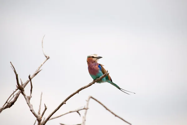 鳥 — ストック写真