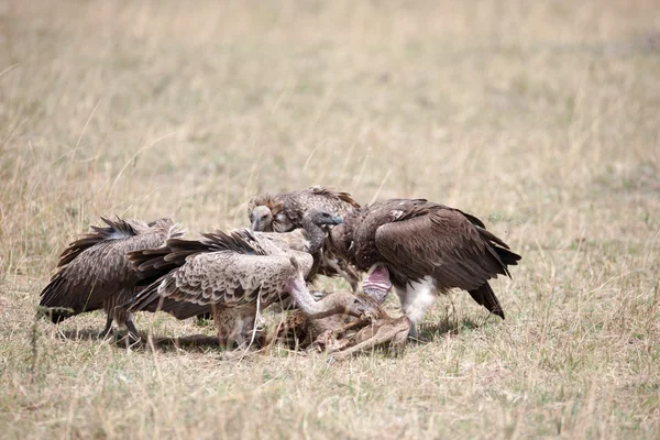 Bird — Stock Photo, Image