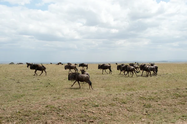 Gnu migration — Stock Photo, Image