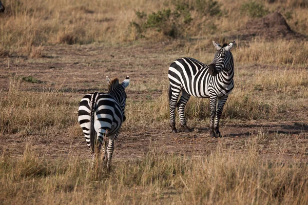 Zebra — Stock Photo, Image