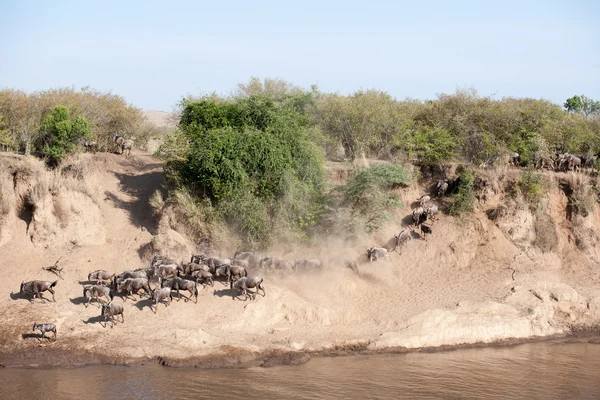 GNU migratie — Stockfoto