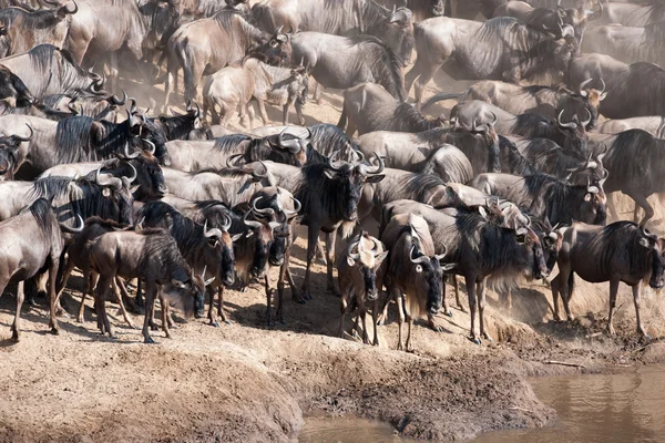 Migración gnu —  Fotos de Stock