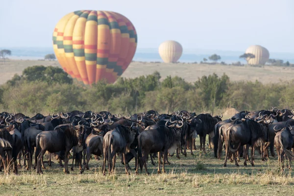 Gnu migration — Stock Photo, Image