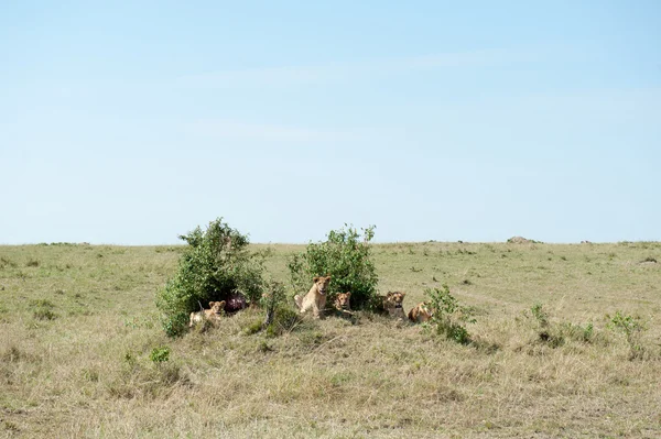 Lion — Stock Photo, Image