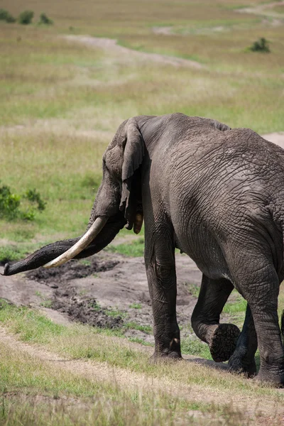 Elephant — Stock Photo, Image