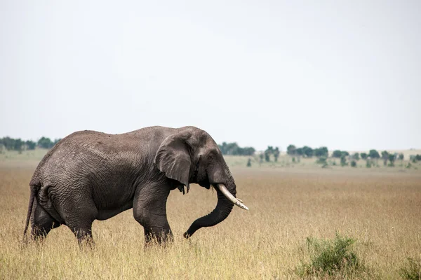 Elefant — Stockfoto