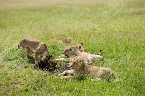 León. — Foto de Stock