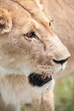 Aslan