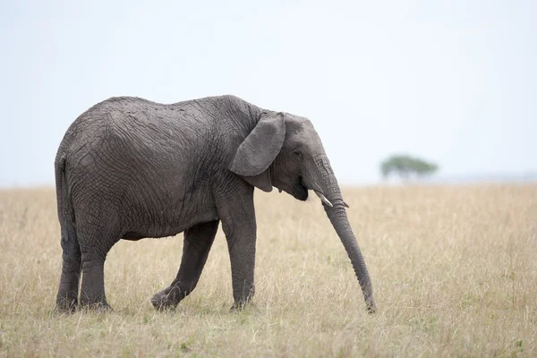 Elefant — Stockfoto