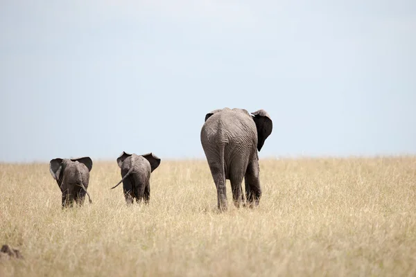 Elefant — Stockfoto