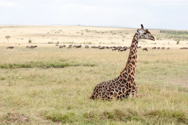 Giraffe — Stock Photo, Image