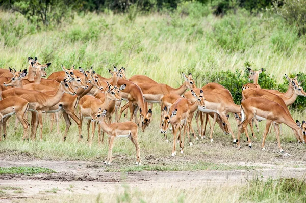 Antilope — Stockfoto