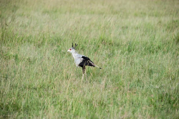 Secretary bird — Stock Photo, Image