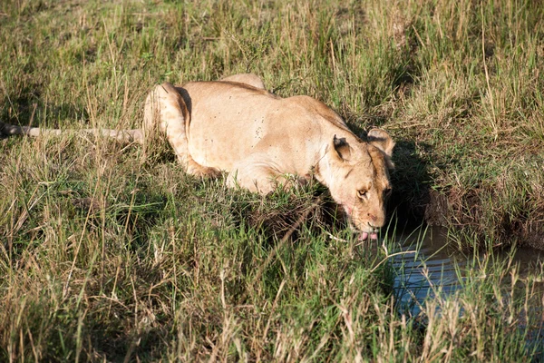 Aslan — Stok fotoğraf